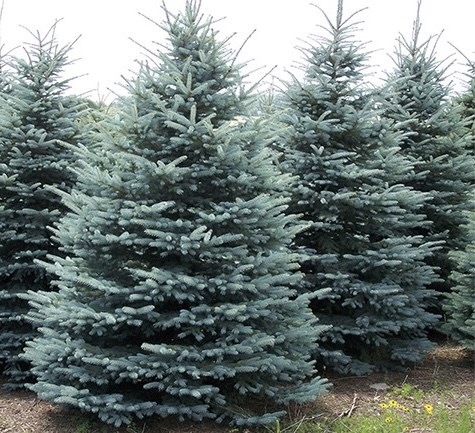Ель колючая (Picea pungens) "Santa Fe"