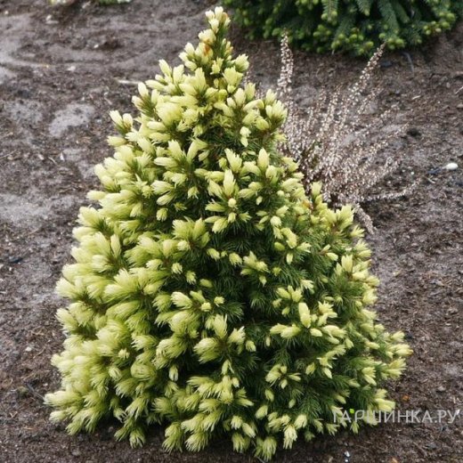 Ель канадская (сизая) (Picea glauca)“Daisy's White”