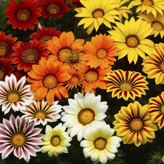 Гацания жестковатая (Gazania rigens)«Биг Кисс»