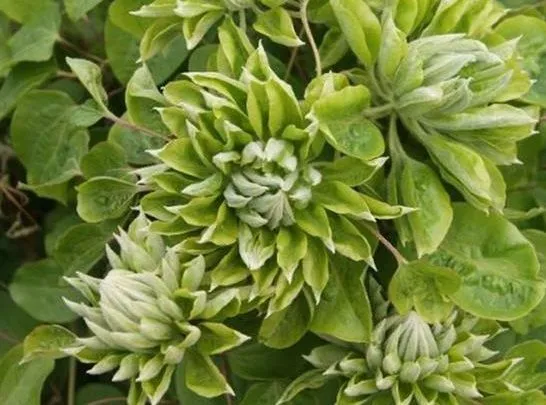 Green Passion