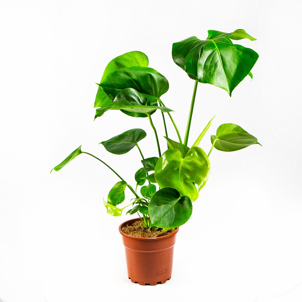 Монстера деликатесная