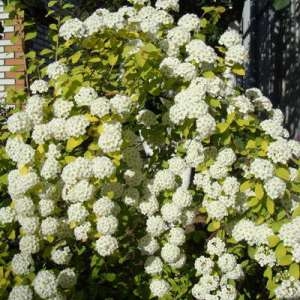 Спирея Вангутта (Spiraea vanhouttei) “Gold Fountain”