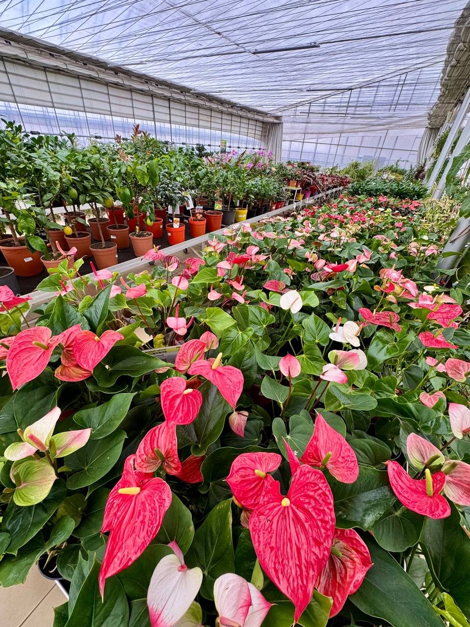 Комнатные цветы