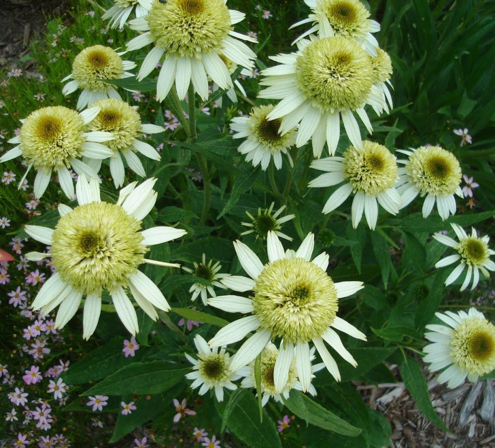 Эхинацея (Echinacea)  «Honeydew»