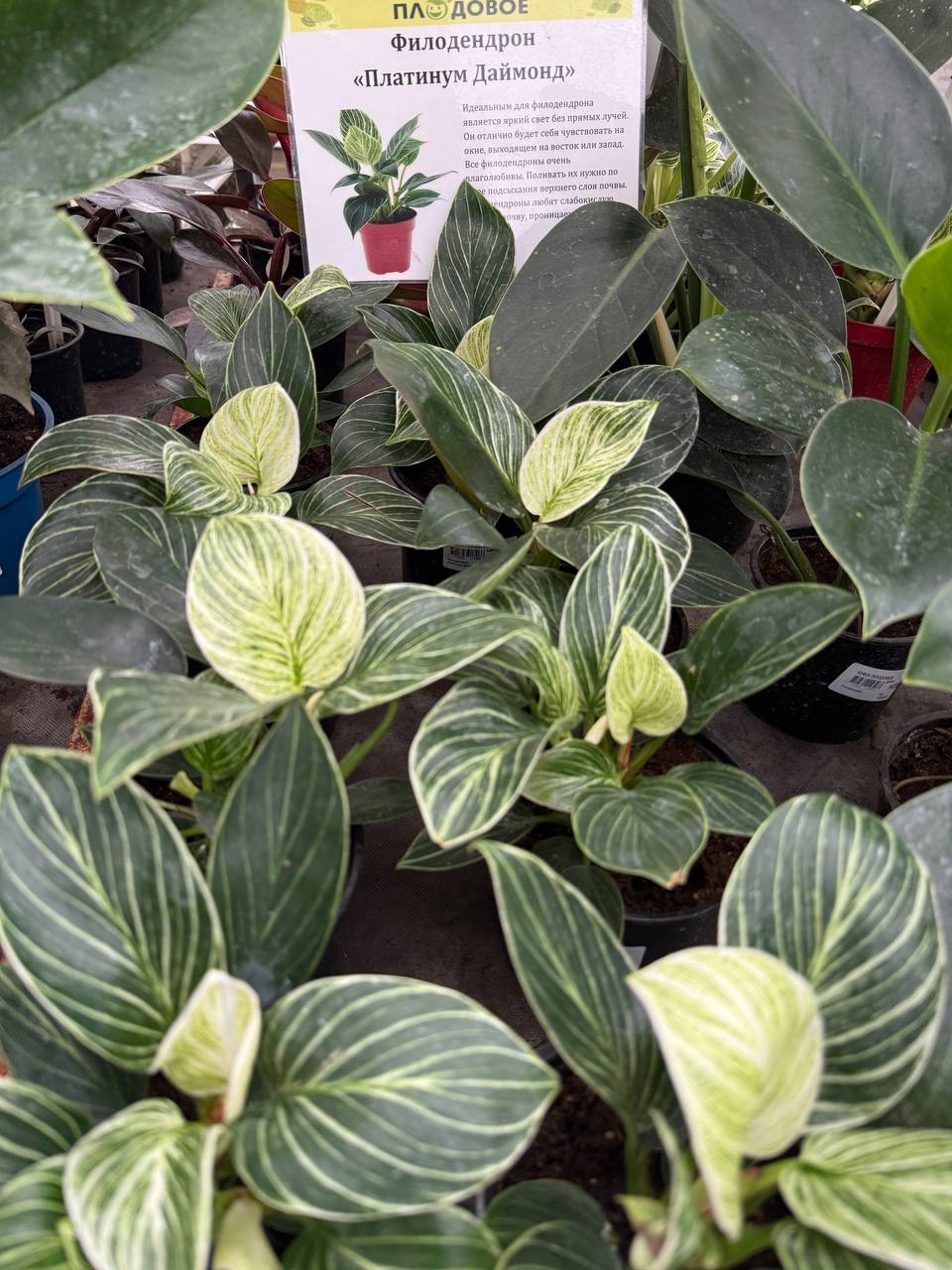 Филодендрон