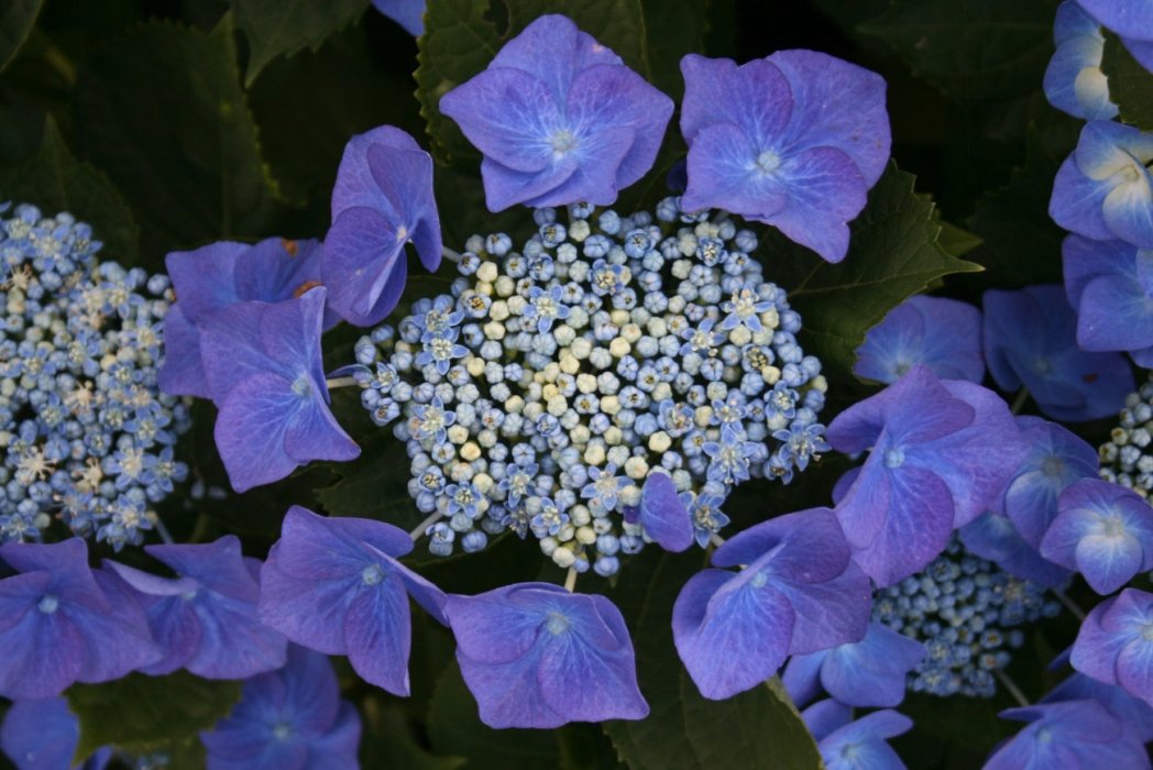 Гортензия крупнолистная (Hydrangea macrophylla) «Frisbee Purply"