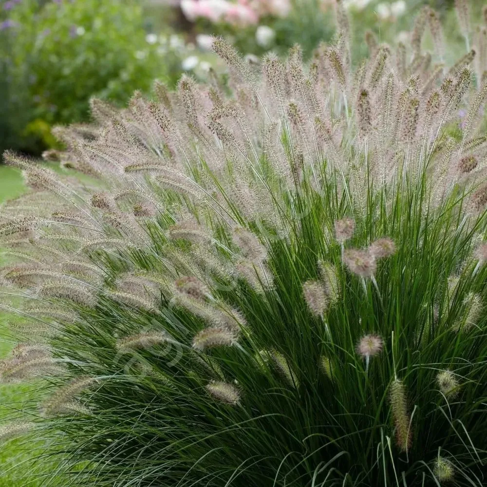 Пеннисетум лисохвостный (Hameln)