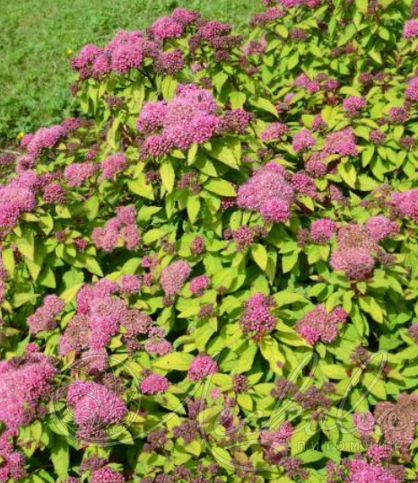 Спирея японская "Merlo Gold"