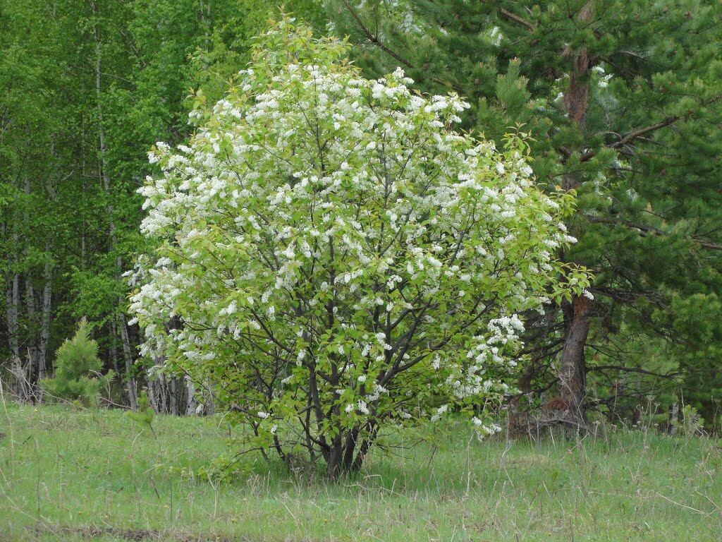 Черёмуха обыкновенная         (Prunus padus)
