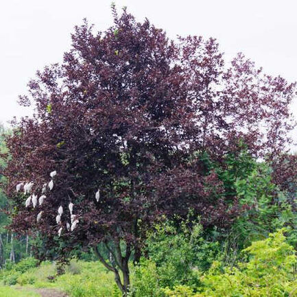 Черёмуха виргинская (Prunus virginiana)