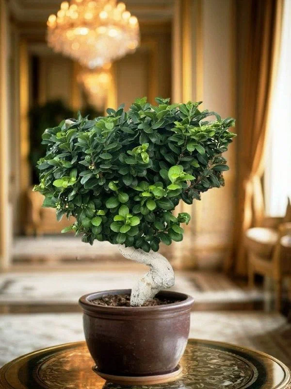 Фикус Микрокарпа или Гинсенг