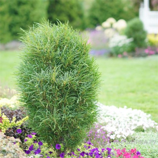 Крушина ломкая (Rhamnus frangula)  «Fastigiata»