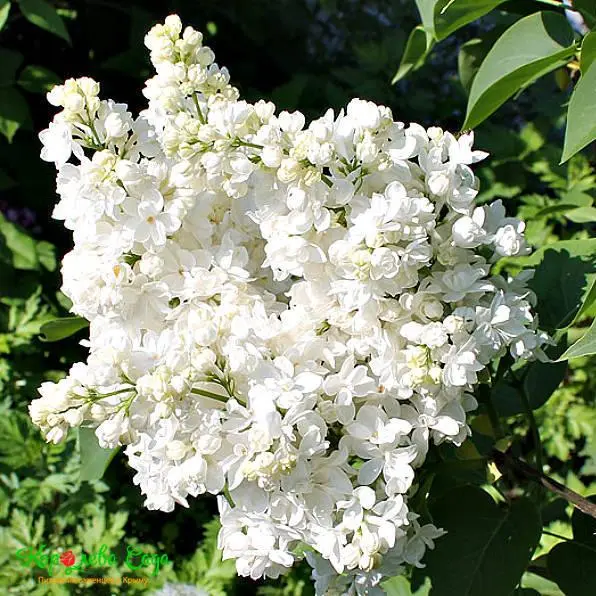 Сирень  обыкновенная (Syringa vulgaris) «Защитникам Бреста»