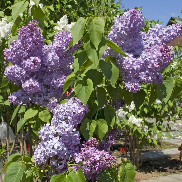 Сирень обыкновенная (Syringa vulgaris) "Капитан Бальте"