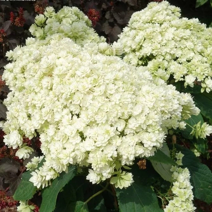 Гортензия древовидная (Hydrangea arborescens) "Double Annabelle"