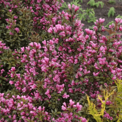 Вейгела (Weigela) “Victoria”