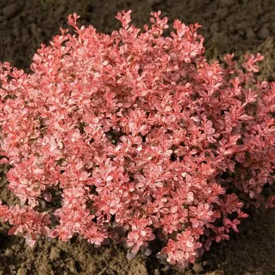 Барбарис Тунбергера (Berberis thunbergii) “Inspiration”