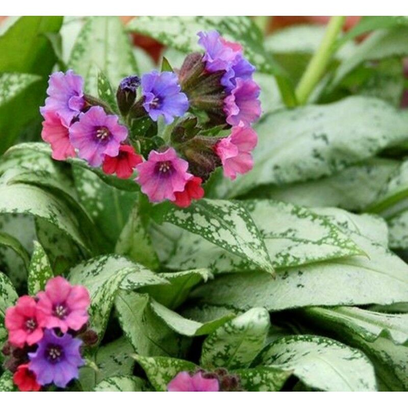 Медуница гибридная (Pulmonaria hybride) “Silver Bouquet”