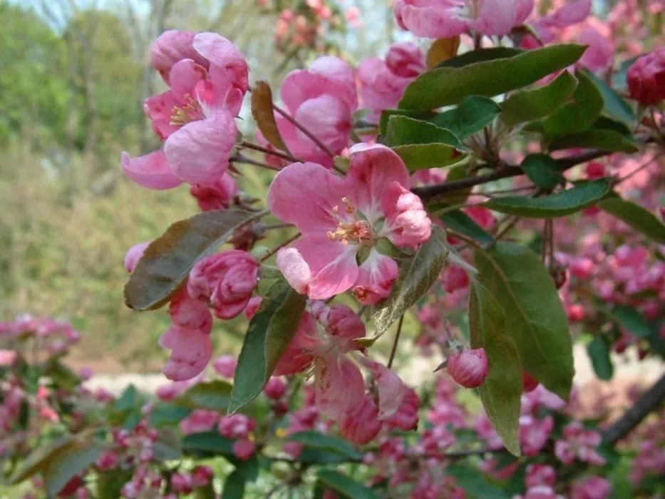 Яблоня (Malus) “Ola”