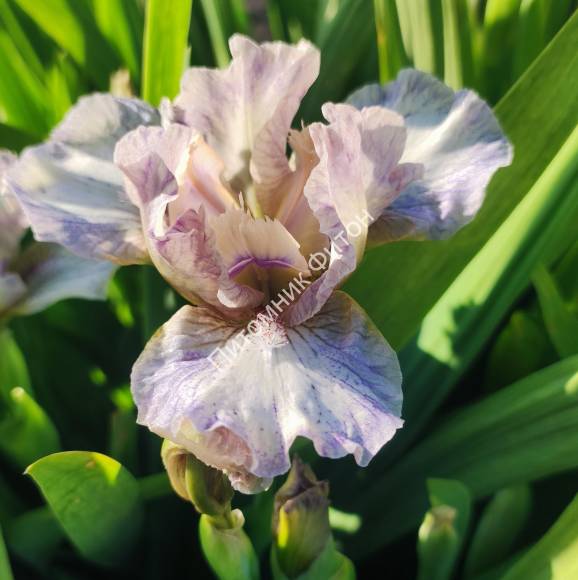 Волшебная палочка