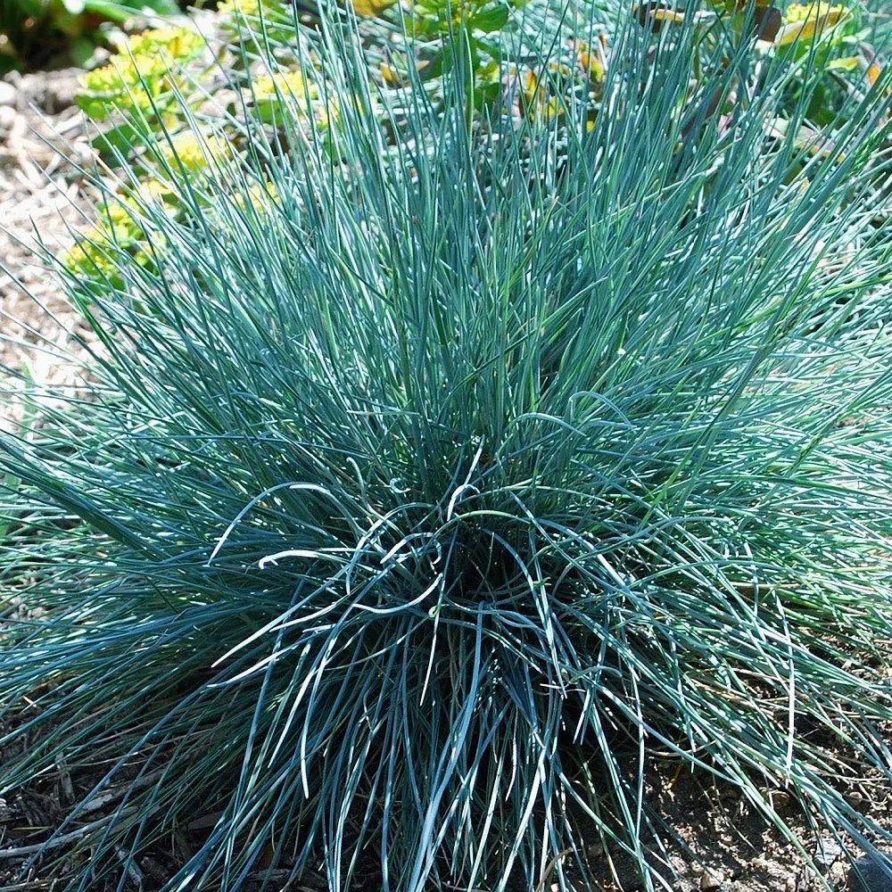 Молиния голубая (Igel)