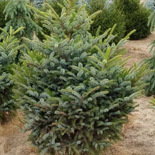 Ель двуцветная (Picea alcoquiana)