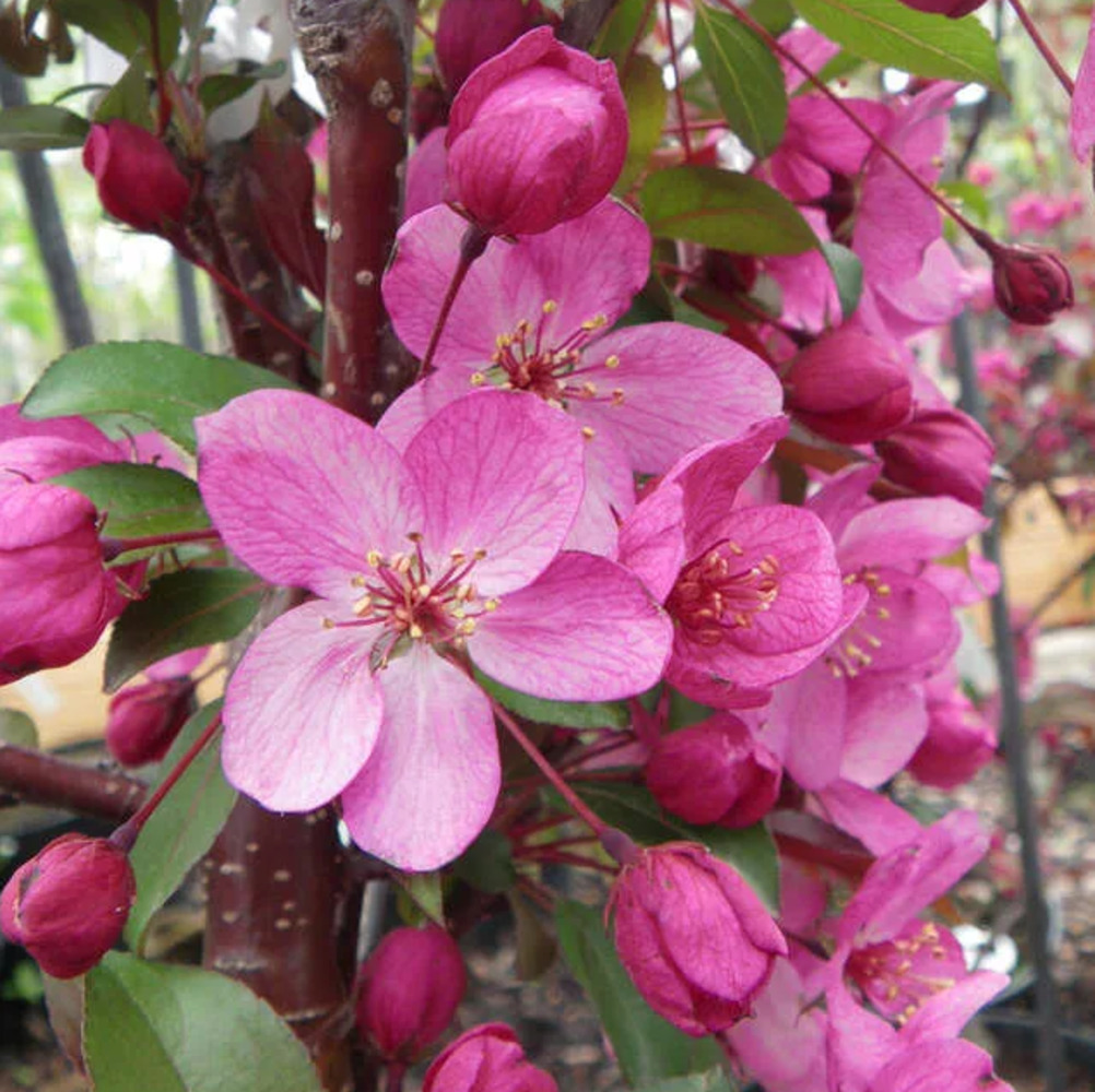 Яблоня (Malus) “Paul Hauber”