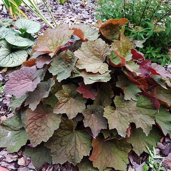 Гейхера (Heuchera)     «Big Top Bronze»