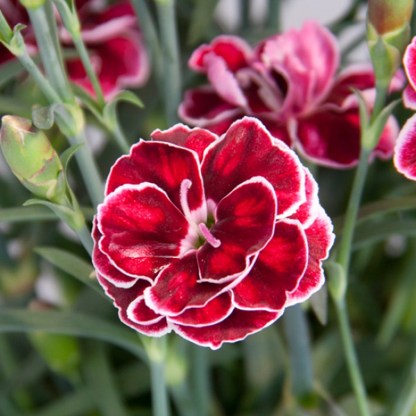 Гвоздика «Capitan Colon»