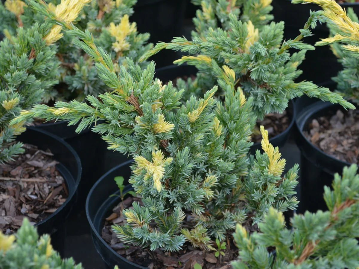 Можжевельник чешуйчатый (Juniperus squamata)      “Golden Flame”