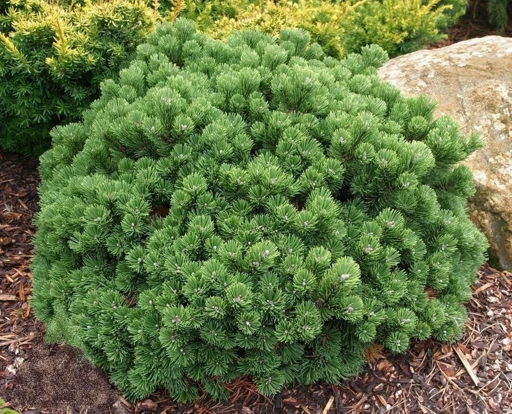 Сосна горная (Pinus mugo) 'Sherwood Compact'