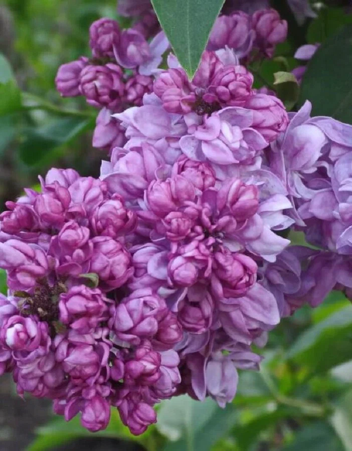 Сирень обыкновенная (Syringa vulgaris)                 «Русская песня»