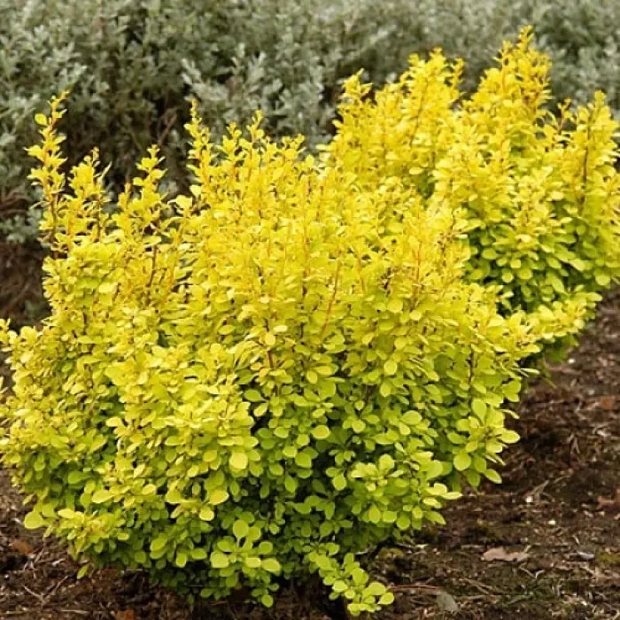 Барбарис Тунберга (Berberis thunbergii) "Aurea"