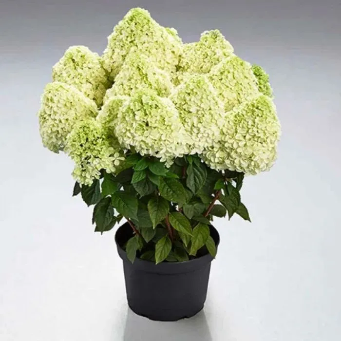 Гортензия метельчатая «Pandalus»