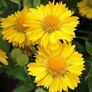 Гайлардия (Gaillardia) "Mesa Yellow"