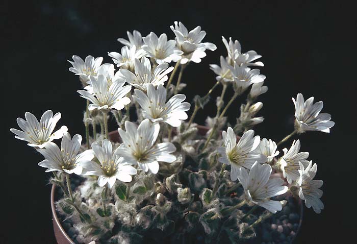 Ясколка альпийская