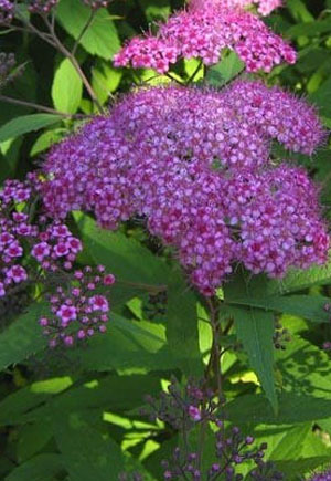 Спирея иволистная (Spiraea salicifolia) 'Ruberrima'