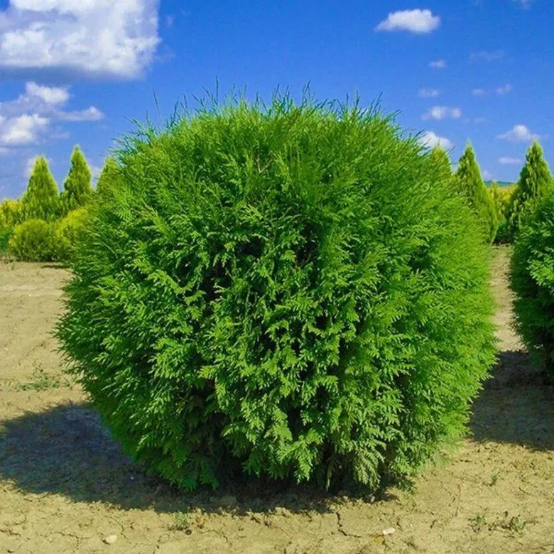 Туя западная  (Thuja occidentalis)“Woodwardii”