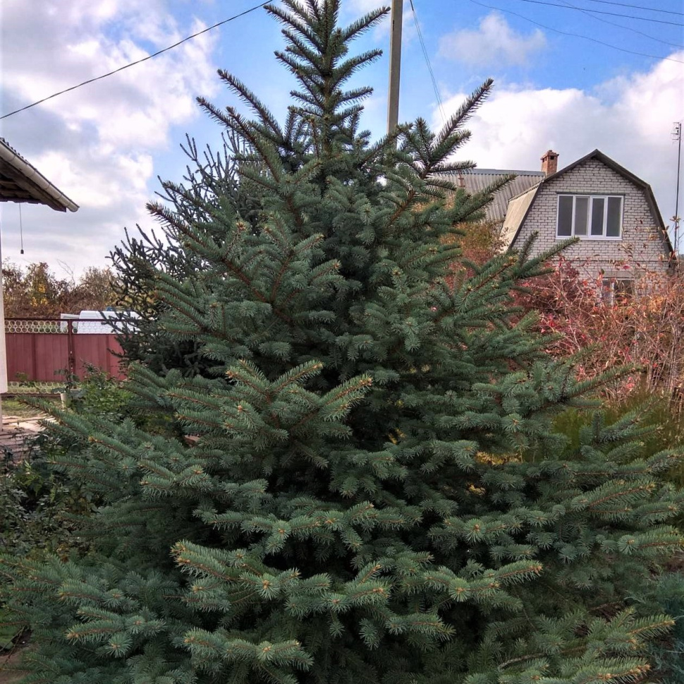 Ель колючая (Picea pungens) "San Juan"