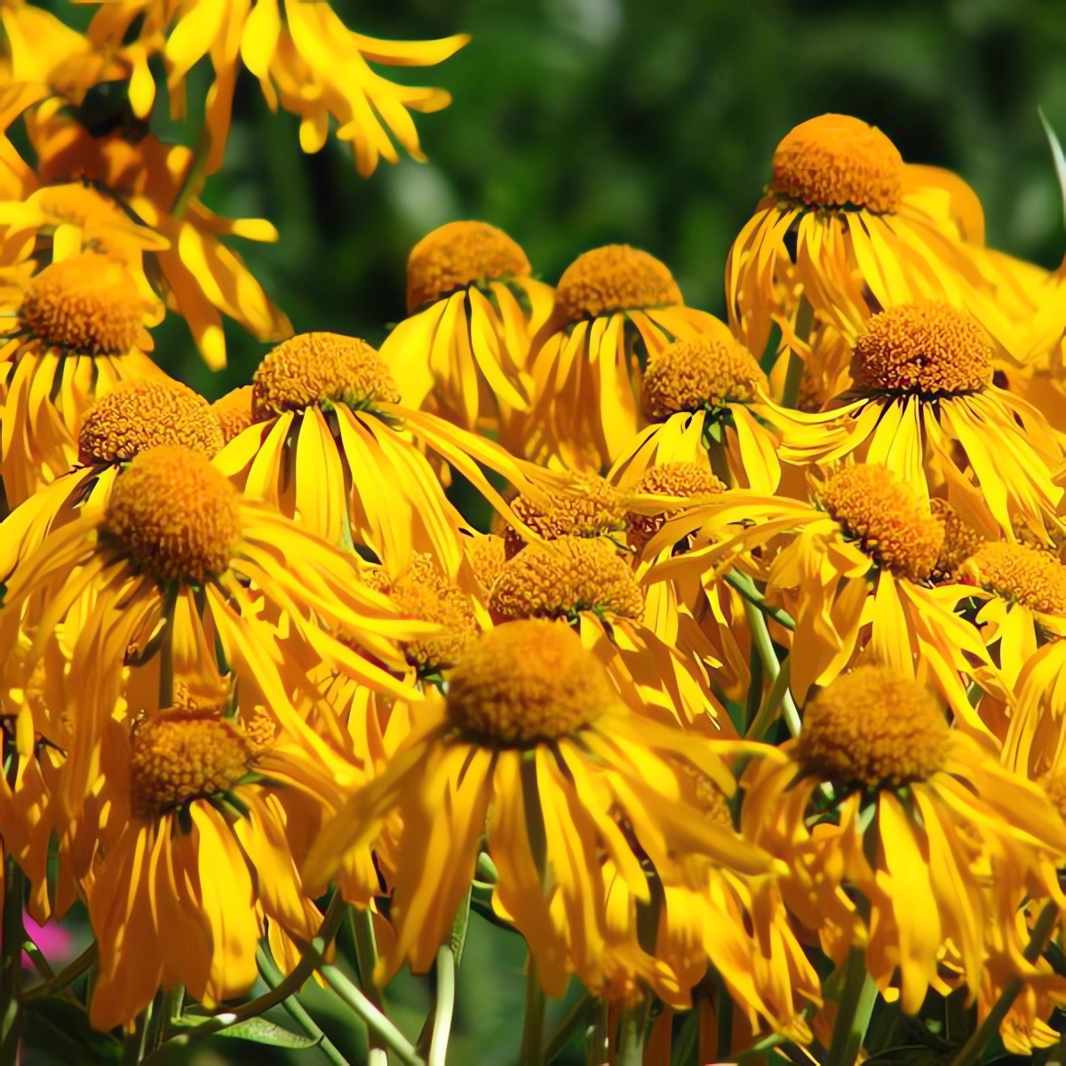 Гелениум (Helenium) «Hoopesii»