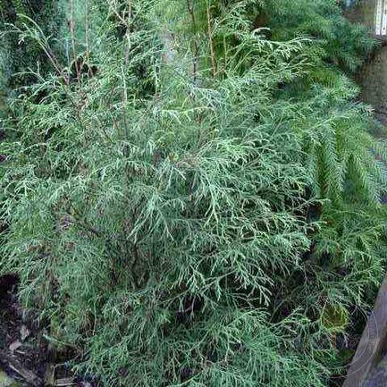 Туя западная (Thuja occidentalis) «Ohlendorffi»