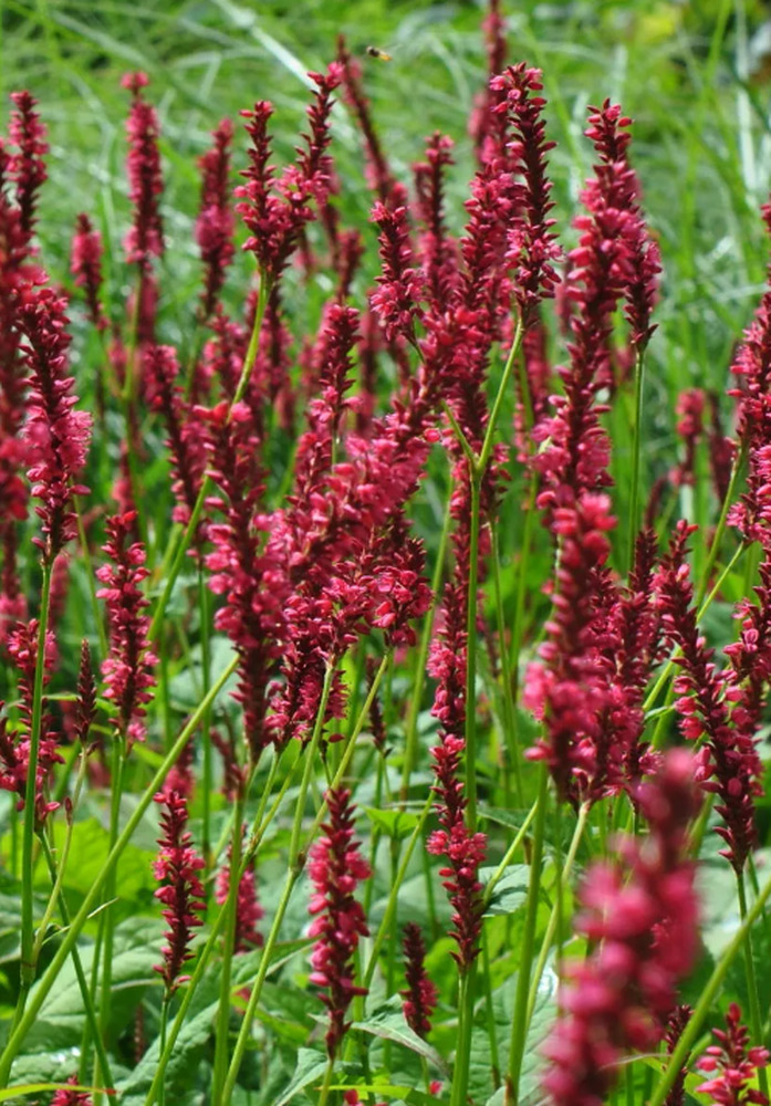 Горец свечевидный (Polygonum amplexicaule)            "Speciosa"