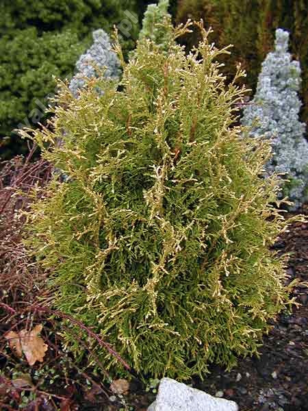 Туя западная (Thuja occidentalis)  “Stolwijk”