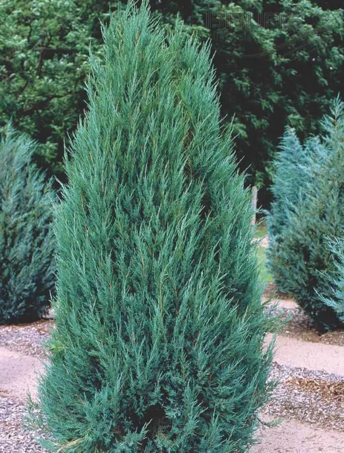 Можжевельник скальный (Juniperus scopulorum)           “Blue Arrow”
