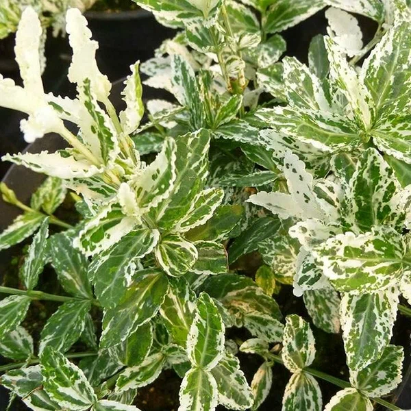 Бересклет Форчуна  (Euonymus fortunei)«Harlequin»