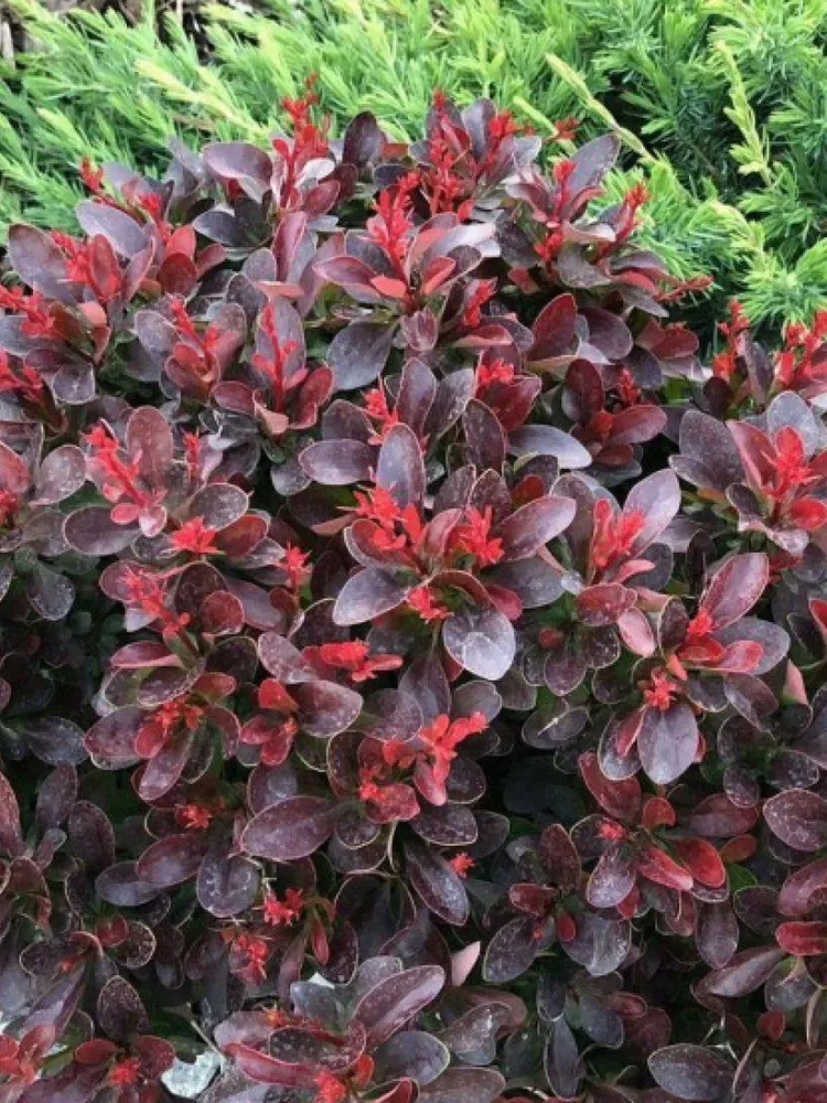 Барбарис Тунбергера (Berberis thunbergii) “Atropurpurea Nana”