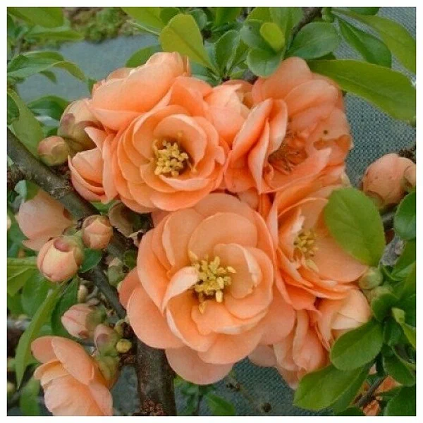 Айва великолепная (Chaenomeles superba) «Cameo»