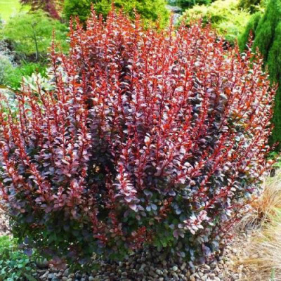 Барбарис Тунберга «Dart's Red Lady»