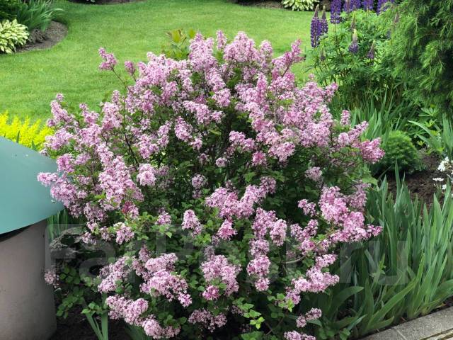 Сирень Мейери (Syringa meyeri) «Little Rosie»