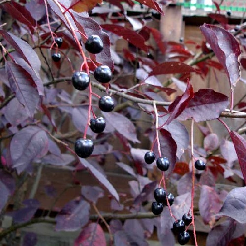 Черёмуха обыкновенная (Prunus padus)  "Неубиенная"